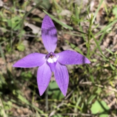 Glossodia major (Wax Lip Orchid) at Carwoola, NSW - 17 Oct 2021 by MeganDixon