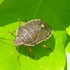 Dictyotus conspicuus at Turner, ACT - 17 Oct 2021 02:11 PM