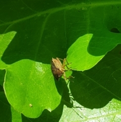 Dictyotus conspicuus at Turner, ACT - 17 Oct 2021 02:11 PM