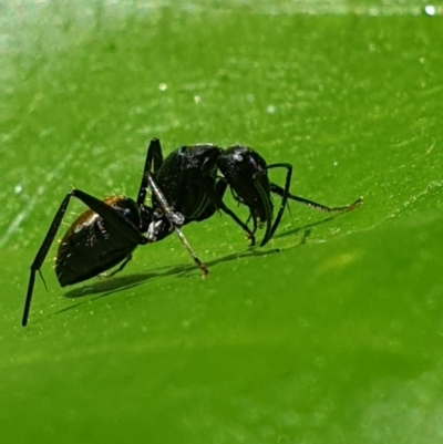Camponotus aeneopilosus (A Golden-tailed sugar ant) at Turner, ACT - 17 Oct 2021 by LD12