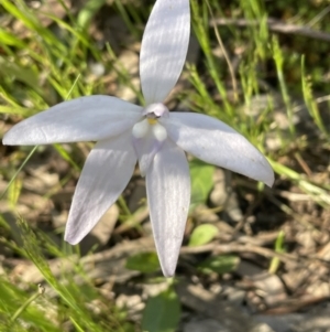 Glossodia major at Bruce, ACT - 17 Oct 2021