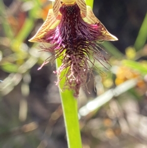 Calochilus platychilus at Kaleen, ACT - suppressed