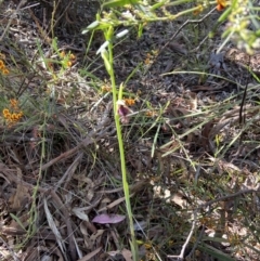 Calochilus platychilus at Kaleen, ACT - suppressed