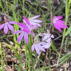 Caladenia carnea (Pink Fingers) at Gungaderra Grasslands - 17 Oct 2021 by AJB