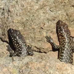 Egernia cunninghami (Cunningham's Skink) at Stromlo, ACT - 16 Oct 2021 by HelenCross