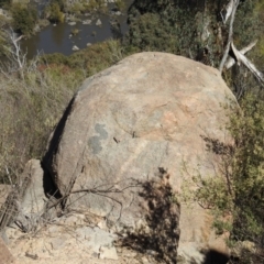 Egernia cunninghami at Stromlo, ACT - 17 Oct 2021 10:23 AM