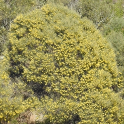 Unidentified Wattle at Paddys River, ACT - 17 Oct 2021 by HelenCross