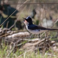 Myiagra inquieta (Restless Flycatcher) at Shannons Flat, NSW - 17 Oct 2021 by rawshorty
