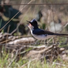 Myiagra inquieta (Restless Flycatcher) at Shannons Flat, NSW - 16 Oct 2021 by rawshorty