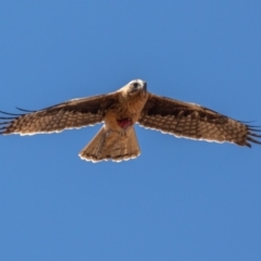 Hieraaetus morphnoides (Little Eagle) at Adaminaby, NSW - 16 Oct 2021 by rawshorty