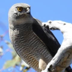 Accipiter fasciatus (Brown Goshawk) at Kambah, ACT - 17 Oct 2021 by HelenCross