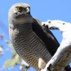 Tachyspiza fasciata at Kambah, ACT - 17 Oct 2021