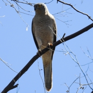 Tachyspiza fasciata at Kambah, ACT - 17 Oct 2021