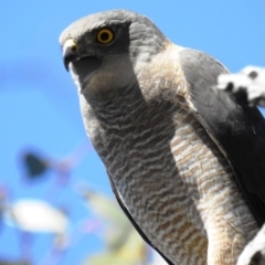 Accipiter fasciatus at Kambah, ACT - 17 Oct 2021