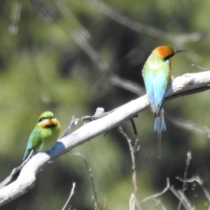 Merops ornatus at Stromlo, ACT - 17 Oct 2021