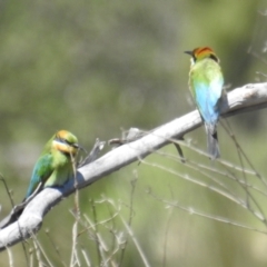 Merops ornatus at Stromlo, ACT - 17 Oct 2021