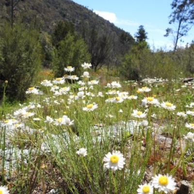 Rhodanthe anthemoides (Chamomile Sunray) at Stromlo, ACT - 17 Oct 2021 by HelenCross