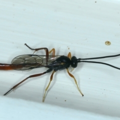 Dusona sp. (genus) (A Campopleginae Parasitic Wasp) at Ainslie, ACT - 13 Oct 2021 by jbromilow50