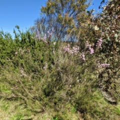 Kunzea parvifolia (Violet Kunzea) at Bullen Range - 16 Oct 2021 by HelenCross