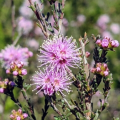 Kunzea parvifolia at Stromlo, ACT - 17 Oct 2021 10:02 AM