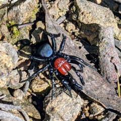 Missulena occatoria (Red-headed Mouse Spider) at Bullen Range - 16 Oct 2021 by HelenCross