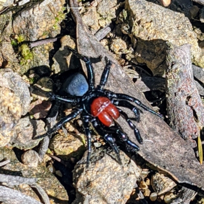 Missulena occatoria (Red-headed Mouse Spider) at Stromlo, ACT - 16 Oct 2021 by HelenCross