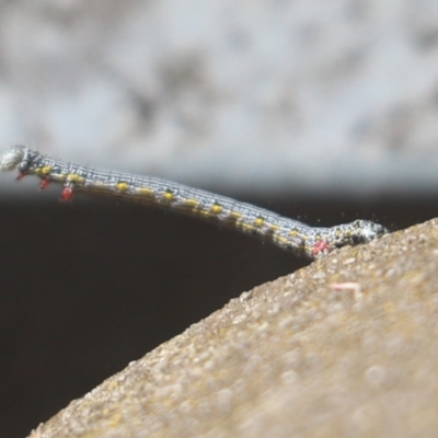 Chlenias banksiaria group (A Geometer moth) at Cook, ACT - 17 Oct 2021 by Tammy