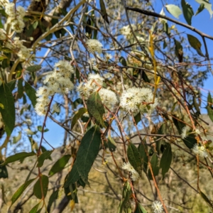 Eucalyptus dives at Stromlo, ACT - 17 Oct 2021