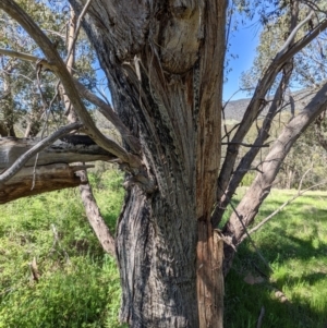 Eucalyptus dives at Stromlo, ACT - 17 Oct 2021 11:28 AM