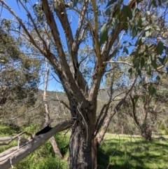 Eucalyptus dives at Stromlo, ACT - 17 Oct 2021 11:28 AM