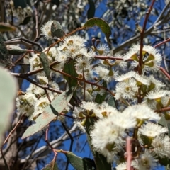 Eucalyptus dives at Stromlo, ACT - 17 Oct 2021