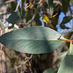 Eucalyptus dives at Stromlo, ACT - 17 Oct 2021 11:28 AM