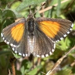 Lucia limbaria (Chequered Copper) at Wanniassa Hill - 17 Oct 2021 by RAllen