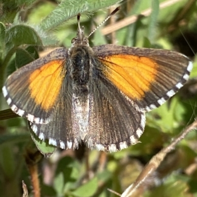 Lucia limbaria (Chequered Copper) at Wanniassa Hill - 17 Oct 2021 by RAllen