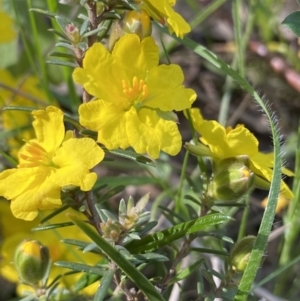 Hibbertia calycina at Fadden, ACT - 17 Oct 2021