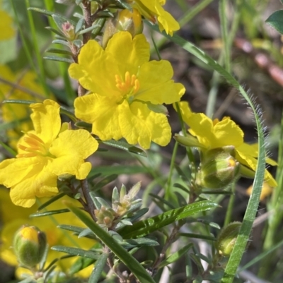 Hibbertia calycina (Lesser Guinea-flower) at Fadden, ACT - 17 Oct 2021 by RAllen