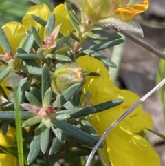 Hibbertia calycina at Fadden, ACT - 17 Oct 2021