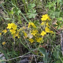 Hibbertia calycina at Fadden, ACT - 17 Oct 2021