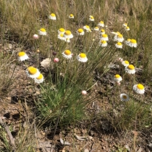 Leucochrysum albicans subsp. tricolor at Fadden, ACT - 18 Oct 2021