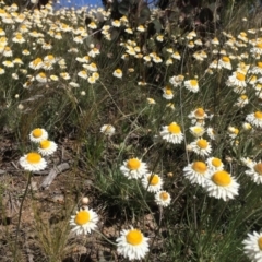 Leucochrysum albicans subsp. tricolor at Fadden, ACT - 18 Oct 2021