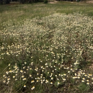 Leucochrysum albicans subsp. tricolor at Fadden, ACT - 18 Oct 2021