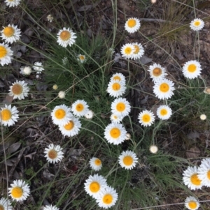 Leucochrysum albicans subsp. tricolor at Fadden, ACT - 18 Oct 2021