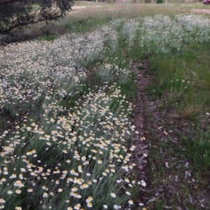 Leucochrysum albicans subsp. tricolor at Fadden, ACT - 18 Oct 2021