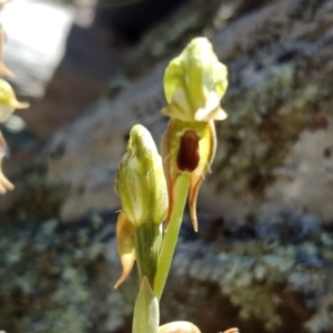 Oligochaetochilus aciculiformis at Kowen, ACT - 17 Oct 2021