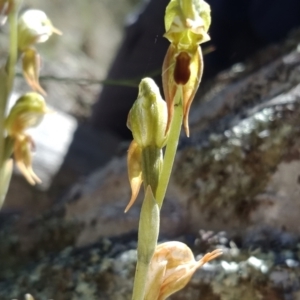 Oligochaetochilus aciculiformis at Kowen, ACT - 17 Oct 2021