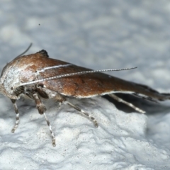 Arachnographa micrastrella at Ainslie, ACT - 13 Oct 2021