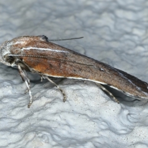 Arachnographa micrastrella at Ainslie, ACT - 13 Oct 2021