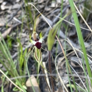 Caladenia atrovespa at Bruce, ACT - 17 Oct 2021