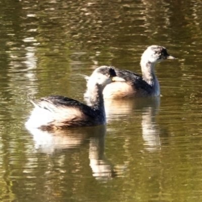 Tachybaptus novaehollandiae (Australasian Grebe) at Molonglo Valley, ACT - 29 May 2021 by PeteWoodall