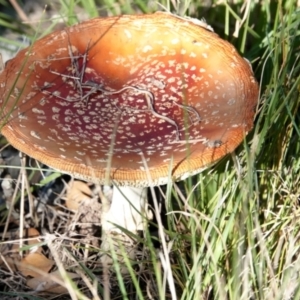 Amanita muscaria at Molonglo Valley, ACT - 29 May 2021